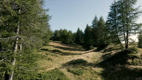 Drone flying across pine trees in a mountain pastures Italian Alps Stockbeeldmateriaal 250008677