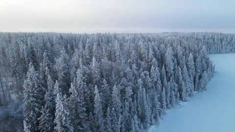 Drone flying ahead over the treetops of a snowy forest.  Stock Footage 254701916