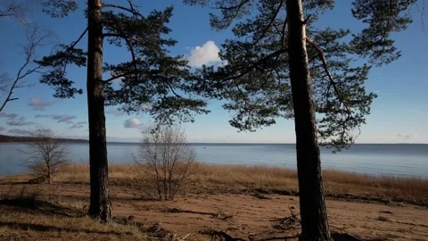Drone flying ahead through the pine trees on the coastline of the sea. Stock Footage 163699506
