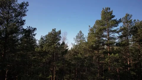Drone flying ahead through the tops of pine trees. Stock Footage 163697744