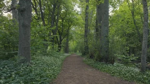 Drone Flying Along Forest Path With Wild Garlic Lummelunda Gotland Stock Footage 331086901