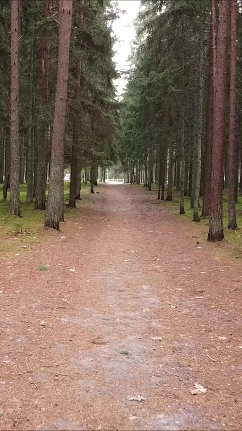 Drone flying  along a narrow forest path, Vertical 9:16. Stock Footage 322022012