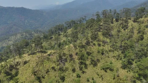 Drone flying along remote pine ridge in Chu Yang Sin mountains 스톡 동영상 337345048