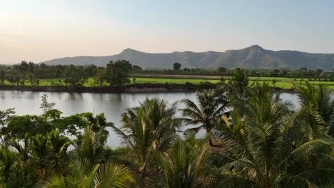 Drone flying along river past palm trees and green rice fields at sunset 動画素材 336973138