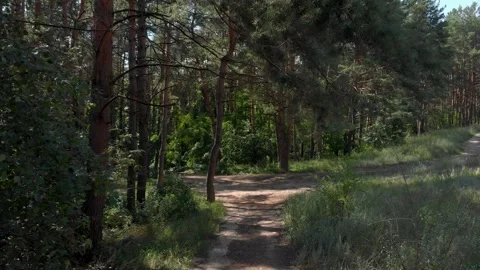 Drone flying along the road under the trees 4K Stock Footage 202135396