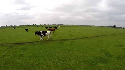 Drone flying along side running black white milk cows on green grass field 4k Stock Footage 52101989