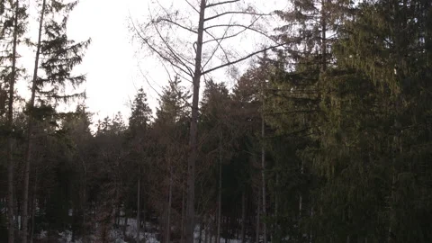 Drone flying along tree in forest Stock Footage 147498999