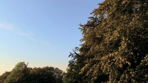 Drone flying along trees at forest upwards and away in autumn Stock Footage 97051470