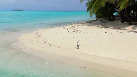 Drone flying along wild empty Maldive island beach Stockbeeldmateriaal 188922082