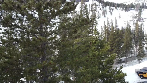 Drone Flying Up and Down Over Snowy Pine Trees in Mammoth Lakes Stockbeeldmateriaal 335736198