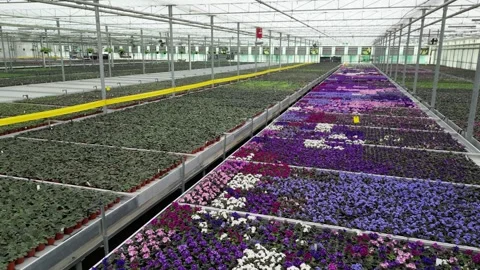 Drone - Flying Around Flower Bed - Big Greenhouse Stock Footage 314227206