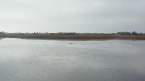 Drone flying around the swamp and meet a big white swan swiming on the lake  Stock Footage 145655634