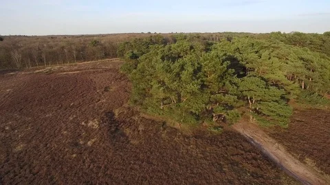 Drone flying around trees at heath Stock Footage 75351923