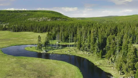 Drone flying back over spruce conifer treetops, nature background 4K footage 스톡 동영상 240599703