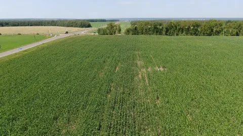 Drone flying backward and rising above corn field Видео 333183126