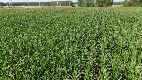 Drone flying backward and tilting up above corn field Video stock 333279048