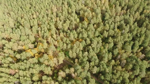 Drone flying backward and tilting up over forest Stock Footage 333545024