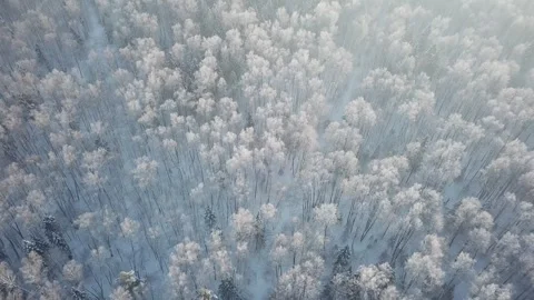 Drone flying backward and tilting upward over the forest Video stock 333603852