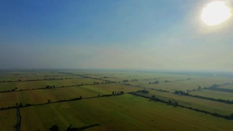 Drone flying backward and tilting down over vast rice fields at sunrise Vidéo 337532511