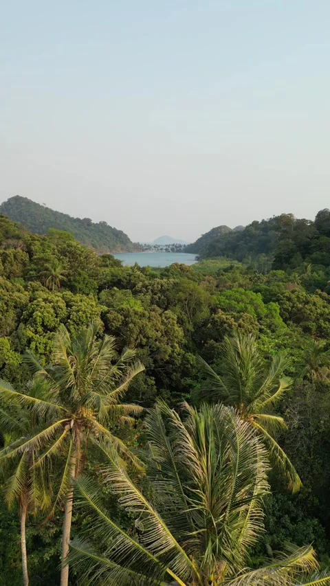 Drone Flying Backward Over Lush Tropical Rainforest in Ko Chang, Thailand Stock Footage 335571823