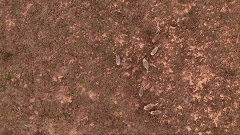 Drone flying backward over resting zebra, showcasing natural camouflage in Stock Footage 296796601
