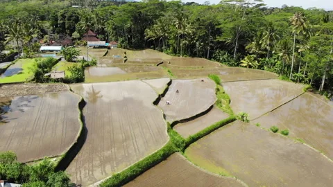 Drone Flying Backward Over Rice Fields With Farmers in Bali Video stock 325104265