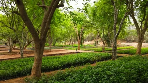 Drone Flying Backward Revealing Lush Tree Nursery with Green Saplings Under Stock Footage 338065176