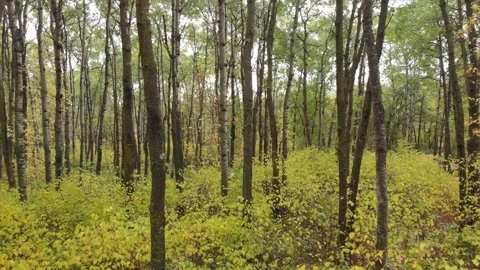 Drone flying backward through a golden autumn forest with vibrant fall colors Stock Footage 332719974