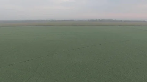 Drone Flying Backwards And Low Over Soybean Field Raw Stock Footage 78887343