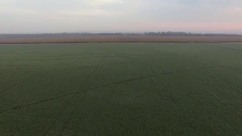 Drone Flying Backwards And Low Over Soybean Field Stock Footage 78887344