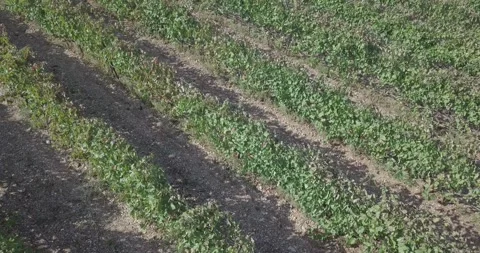 Drone flying backwards closely over vineyards, tilting up to reveal more Stock Footage 257778287