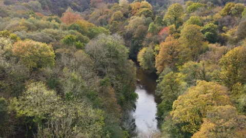 Drone Flying Backwards Over Autmnal Trees And River, 4K 動画素材 220087583