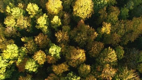 Drone flying backwards over beautiful autumn forest Stock Footage 314213316