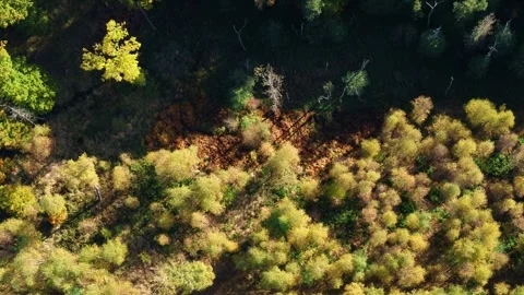 Drone flying backwards over clearing in beautiful autumn forest Stock Footage 314213331