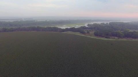 Drone Flying Backwards Over Cornfield With River In Background Stock Footage 78886966
