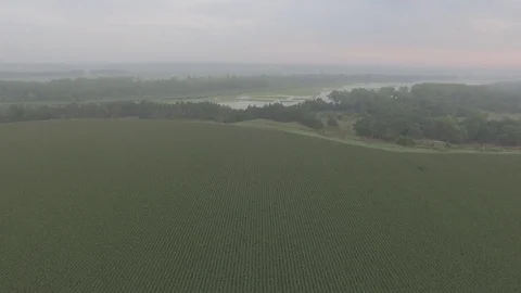 Drone Flying Backwards Over Cornfield With River In Background Raw Stock Footage 78886967