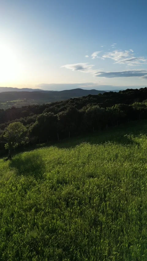 Drone Flying Backwards Over Cows in a Green Wheat Field in Tuscany, Grosseto, Stock Footage 335818239