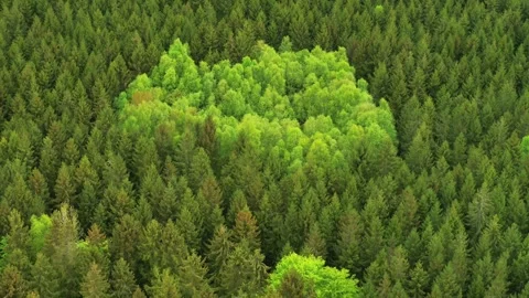 Drone flying backwards over lush green forest Video stock 283072185