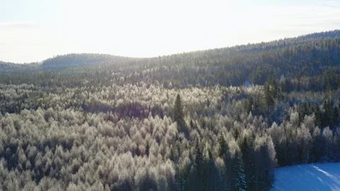 Drone flying backwards over snow filled sun soaked forest in Finland Stock Footage 275260769