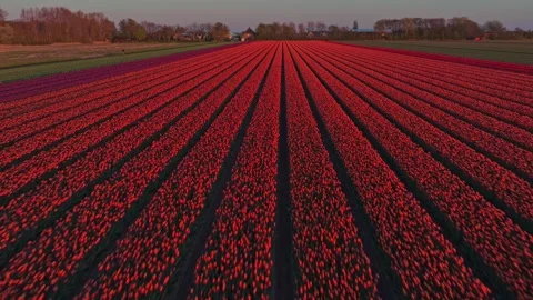 Drone flying backwards revealing endless red tulip fields Stock Footage 340348408
