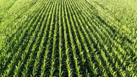 A drone flying backwards in reverse over a field of green corn plants in summer  Stock Footage 157455375