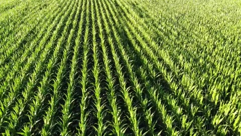 A drone flying backwards in reverse over a field of green corn plants in summer  Stock Footage 157455399