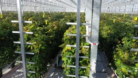 Drone flying beside strawberry rows in greenhouse Stock Footage 327884381