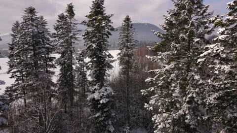 Drone flying between evergreen trees on background of snow-capped mountains Stock Footage 148088574
