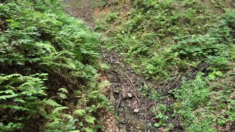 Drone flying between fern 4 k Stockbeeldmateriaal 137966451