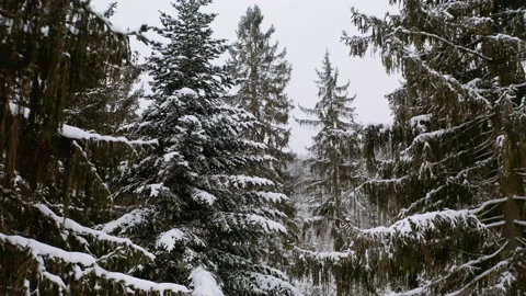 Drone flying in between fir tree in forrest while it´s snowing in the winter Stock Footage 146760658