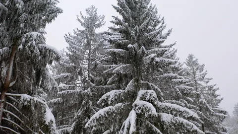 Drone flying in between fir tree in forrest while it´s snowing 5 Stock-Footage 146798782