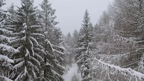 Drone flying in between fir tree in forrest while it´s snowing 7 Stock-Footage 146799280