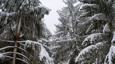 Drone flying in between fir tree in forrest while it´s snowing 6 Stock Footage 146800061
