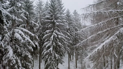Drone flying in between fir tree in forrest while it´s snowing 4 Stock Footage 146800739